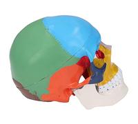 Modèle d'anatomie Humaine, avec Nuancier de Couleurs, Modèle de Crâne, Taille Réelle, Modèle Anatomique de Crâne Humain Détachable en 3 Parties Colorées pour l'enseignement et