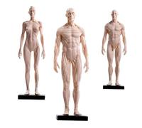 Modèle d'anatomie humaine avec système musculosquelettique, affichage de la moitié de la peau et des muscles pour une utilisation en studio éducatif