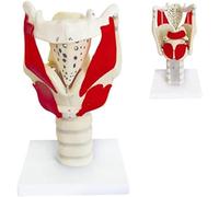 Modèle d'anatomie humaine de la gorge, modèle d'anatomie fonctionnelle du larynx et du pharynx pour démontrer la structure et la fonction, outil pédagogique pour étudiants et professionnels