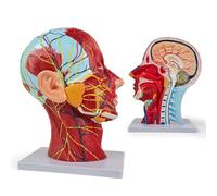 Modèle D'Anatomie Humaine de la Tête et Du Cou, des Structures Neurovasculaires et Musculaires, 81 Parties Marquées