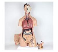 Modèle d'anatomie humaine de torse humain for l'enseignement des modèles médicaux