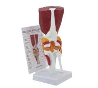 Modèle d'anatomie humaine du genou pour laboratoire école Outil d'enseignement articulaire Lexible avec ligaments Anatomie Fournitures scolaires
