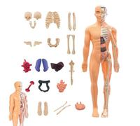 Modèle d'anatomie Humaine, Jouet éducatif, kit d'assemblage 3D 15 x 30 cm pour Art Moderne, Fournitures Professionnelles pour la Maison, kit Scolaire, unité d'accessoires de Maison Moderne,