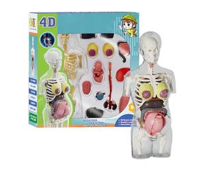 Modèle d'anatomie humaine: modèle anatomique réaliste, conception d'os détachables, jouet éducatif d'apprentissage pratique | Pour l'éducation en biologie, étude à domicile, STEM, salle de classe