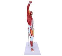 Modèle d'anatomie Humaine, Modèle d'anatomie du Torse Humain 50 Cm Modèle de Système Musculaire Multi-color Modèle des Muscles Humains Modèle Musculaire Humain