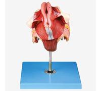 Modèle d'anatomie humaine Modèle d'anatomie grandeur nature des structures génitales féminines Modèle de périnée génital féminin for les aides à la formation en éducation médicale