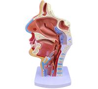 Modèle d'anatomie humaine - Modèle de pathologie de l'anatomie nasale et de la gorge pour la recherche en classe scientifique et les démonstrations pédagogiques