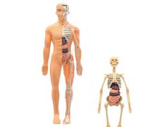 Modèle d'anatomie humaine - Modèle d'étude éducatif, assemblage réaliste | Modèles d'étude d'anatomie 3D pour salle de t maison pour les étudiants, les enseignants, l'école à domicile, le