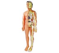 Modèle d'anatomie humaine - Modèle éducatif d'anatomie humaine - Outil pédagogique | Figurine anatomique pour étudiants en biologie, éducation médicale, classe, étude