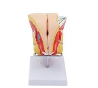 Modèle d'anatomie humaine - Modèle génital féminin grandeur nature, 4 parties, affichage éducatif pour études et aides pédagogiques