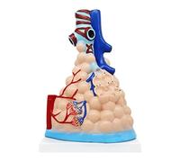 Modèle d'anatomie Humaine, modèle structurel pulmonaire, modèle d'organe Humain, Segment pulmonaire, modèles médicaux trachéaux pour l'étude, modèle Anatomique agrandi alvéolaire r