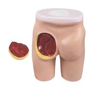 Modèle d'anatomie humaine pour injection fessière