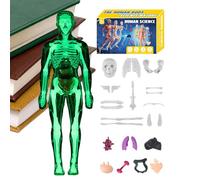 Modèle D'anatomie Humaine - Réplique Détaillée du Corps | Torse Éducatif pour La Science | Ensemble De Squelettes Complet pour Les Études Médicales Et l'enseignement