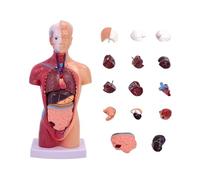Modèle d'anatomie humaine, torse de 28 cm, corps anatomique avec 15 organes amovibles for l'enseignement et la recherche en soins infirmiers