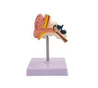 Modèle D'anatomie L'oreille , 1-1 Taille Naturelle | Didactique, Maquette Anatomique l'oreille, Précis, pour Laboratoire