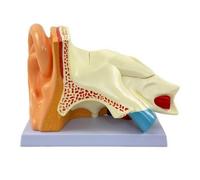 Modèle D'anatomie L'oreille , Grossissement 5X-5pc | Didactique, Maquette Anatomique l'oreille, Précis, pour Laboratoire