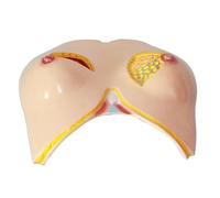 Modèle d'anatomie mammaire humaine pour l'éducation médicale, modèle d'enseignement anatomique pour démonstration pathologique, structure mammaire détaillée à des fins éducatives