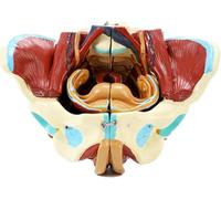 Modèle d'anatomie médicale du bassin vasculaire et neuromusculaire - Modèle d'anatomie d'organe humain Modèle de bassin grandeur nature avec organes amovibles - pour l'enseignement médical