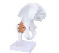 Modèle d'anatomie médicale pour ligament et hanche Taille réelle