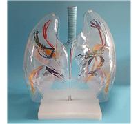 Modèle d'anatomie, modèle Anatomique du Segment pulmonaire - Anatomie Humaine du Segment pulmonaire Modèle d'organe Inte