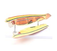 Modèle d'Anatomie Modèle D'amphioxus, Modèle D'enseignement De L'anatomie Biologique Marine Décoration De Démonstration