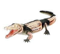 Modèle d'Anatomie Modèle D'anatomie Animale De Poisson Alligator Outil D'enseignement Des Sciences Décoration De Démonstration