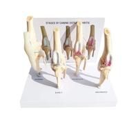 Modèle d'Anatomie Modèle D'anatomie Animale Modèle D'articulation Du Genou En Quatre Étapes For Chien Modèle D'enseignement De La Médecine Anatomique Décoration De Démonstration