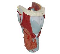 Modèle d'anatomie Modèle d'anatomie de la Gorge - Structure de la Gorge du Larynx Agrandie 3X - pour Les modèles scientifiques d'anatomie Humaine éducative médicale