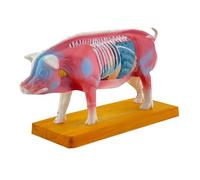 Modèle d'Anatomie Modèle D'anatomie Du Cochon, Animal For L'apprentissage Vétérinaire, Fournitures Scolaires Décoration De Démonstration