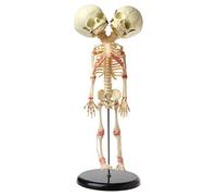 Modèle d'anatomie Modèle d'anatomie du Squelette Humain Scientifique - Modèle de Cerveau Anatomique de Squelette de Crâne d'anatomie à Double Tête Humaine, Modèle de Squelette de Crâne d'édu
