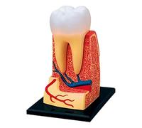 Modèle d'anatomie Modèle d'anatomie Modèle de Structure des Dents humaines 4D Modèle de Dents Standard Modèle de Corps Humain Modèle d'enseignement Modèle de dent Dentaire Éduquer