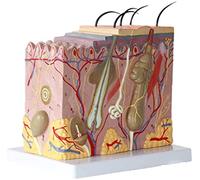 Modèle D'anatomie, Modèle d'apprentissage, Structure Médicale des Tissus Cutanés Humains, Modèle Agrandi, Modèle De Peau, Bloc, Chirurgie, Matériel Pédagogique