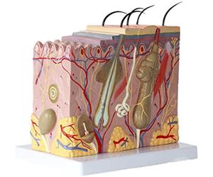 Modèle D'anatomie, Modèle d'apprentissage, Structure Médicale des Tissus Cutanés Humains, Modèle Agrandi, Modèle De Peau, Bloc, Chirurgie, Matériel Pédagogique