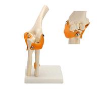 Modèle d'anatomie modèle d'articulation du coude Humain Anatomie Anatomique Articulation du coude modèle médical orthopédie Fournitures d'enseignement médical 12x12x39 cm