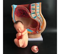 Modèle d'anatomie, modèle d'assemblage, Bassin féminin Humain, Section 12,6 x 6,3 x 13,78 Pouces, Grossesse, fœtus Neuf Mois, modèle avec Organes Amovibles, 4 Parties l'école, modèle Squelette