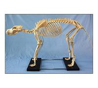 Modèle d'anatomie Modèle d'assemblage Modèle de spécimen de Squelette de Chien Extra Large Modèle d'enseignement de l'anatomie Animale Chiens Anatomie Animale et biologie Humaine Enseignemen