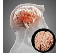 Modèle d'anatomie Modèle de Cerveau, Modèle Anatomique de Cerveau Humain décompose l'outil d'enseignement médical d'anatomie en 8 Parties à diviser 20 X 16 X 12 cm