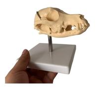 Modèle d'Anatomie Modèle De Crâne De Chien Canin Modèle De Crâne D'animal Anatomique Médical Décoration De Démonstration