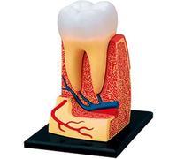Modèle d'anatomie, modèle de Dents, modèle d'éducation Anatomique, modèle Humain, modèle de Dents d'étude, modèle d'organe Humain détachable for l'étude, l'éducation médicale