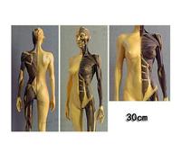 Modèle d'anatomie Modèle de Figure d'anatomie Femelle/Homme - Modèle d'anatomie Musculo-squelettique Humaine - Matériau en résine Modèle de Corps de tête de crâne d'anatomie Anatomique Humai