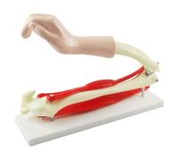 Modèle d'anatomie Modèle de Squelette Articulation du coude Humain avec Muscles du Corps Humain Articulation du coude for Cabinet médical Outil pédagogique Modèle d'organe Humain