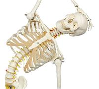 Modèle d'anatomie Modèle de Squelette Humain Grandeur Nature - Modèle d'anatomie de Squelette Flexible - Modèle de Squelette Anatomique Pleine Grandeur avec Une Colonne vertébrale Flexible -