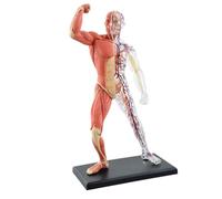 Modèle d'anatomie Modèle de Squelette Modèle de Squelette Humain for l'anatomie Modèle de Squelette Humain Modèle Scientifique for l'étude des détails de Base du système squelettique Humain(Muscle)