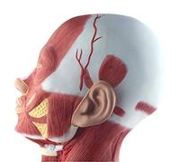 Modèle d'anatomie Modèle de tête Anatomique Humaine - Modèle d'anatomie Musculaire de la tête et du Cou - Modèles scientifiques d'anatomie Humaine d'identification numérique pour Aide pédago
