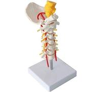Modèle d'anatomie Modèle de vertèbre cervicale Modèle d'enseignement du nerf de disque intervertébral avec occipital carotide sur base de support Modèle détachable grandeur nature/organe humain