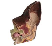 Modèle d'anatomie, modèle d'oreille Canine, modèle d'anatomie de l'oreille de Chien, modèle 2 Faces, santé Normale et Oreille pathologique infectée, équipement vétérinaire Familial, modèle d