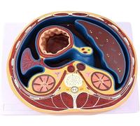 Modèle d'anatomie Modèle éducatif d'abdomen Humain Structure Anatomique médicale de Capsule à Membrane Plate Sciences humaines Enseignement en Classe