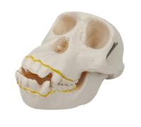 Modèle d'Anatomie Modèle Éducatif De Crâne Médical Modèle De Crâne Anatomique Réplique Du Modèle De Squelette Médical Pour Les Études Décoration De Démonstration