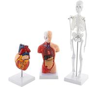 Modèle d'anatomie, modèle pédagogique, Ensemble 3 modèles Humains, Squelette Humain, cœur, Torse, avec Structures d'organes étudiants en médecine, Cadeau Enfants