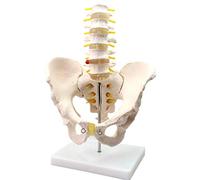 Modèle d'anatomie Modèle pelvien d'anatomie - Bassin Masculin avec Cinq modèles de vertèbres lombaires - Matériau PVC Anatomie Humaine Modèle Humain Anatomique Scientifique - pour l'enseigne